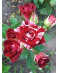 rose Arrow Folies